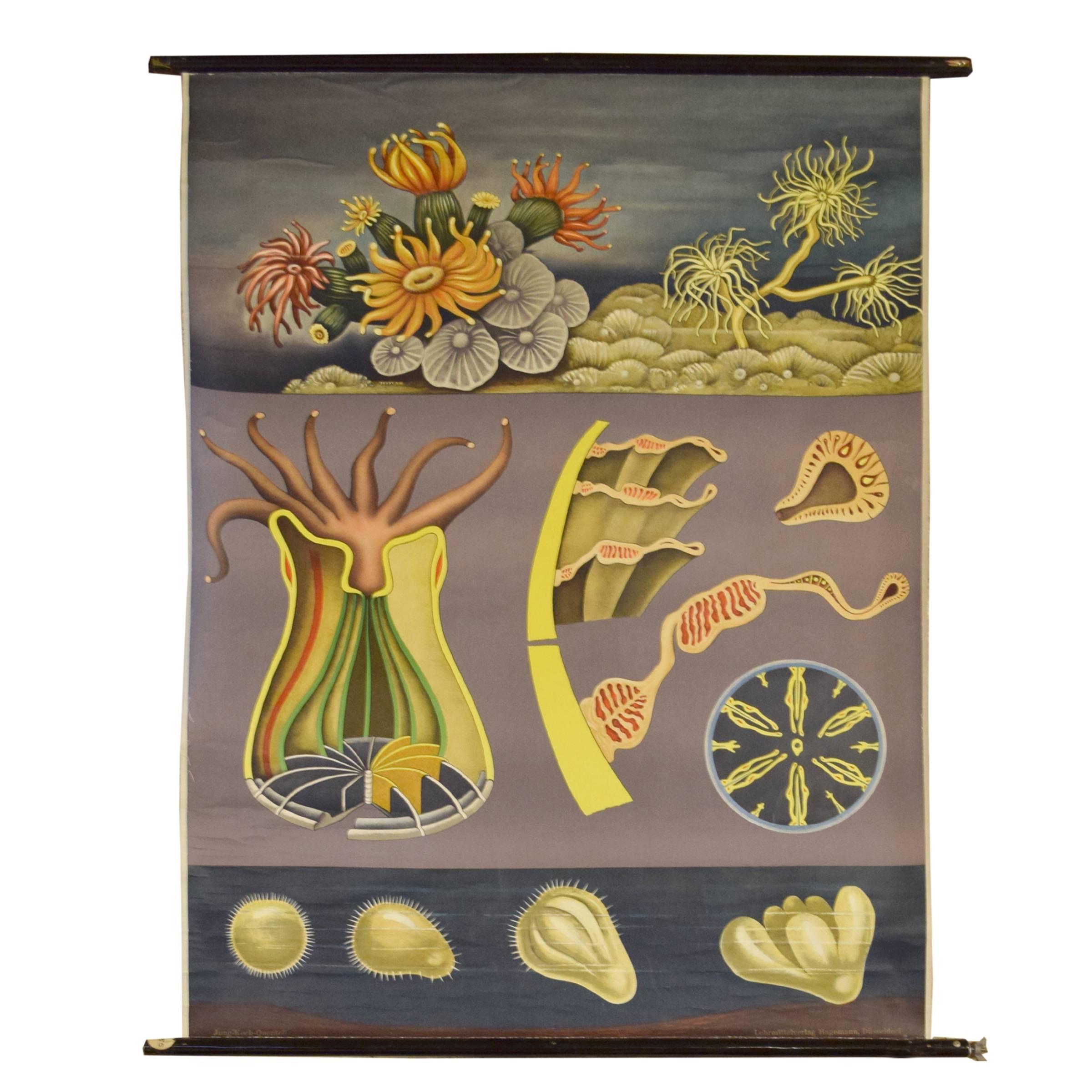 German Educational Poster of Sea Anemone