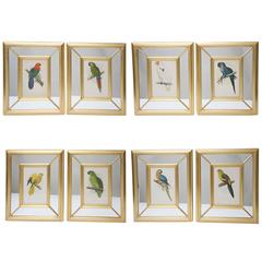 Set of Eight Vibrant 19th Century Parrot Prints Benjamin Fawcett after A.F Lydon