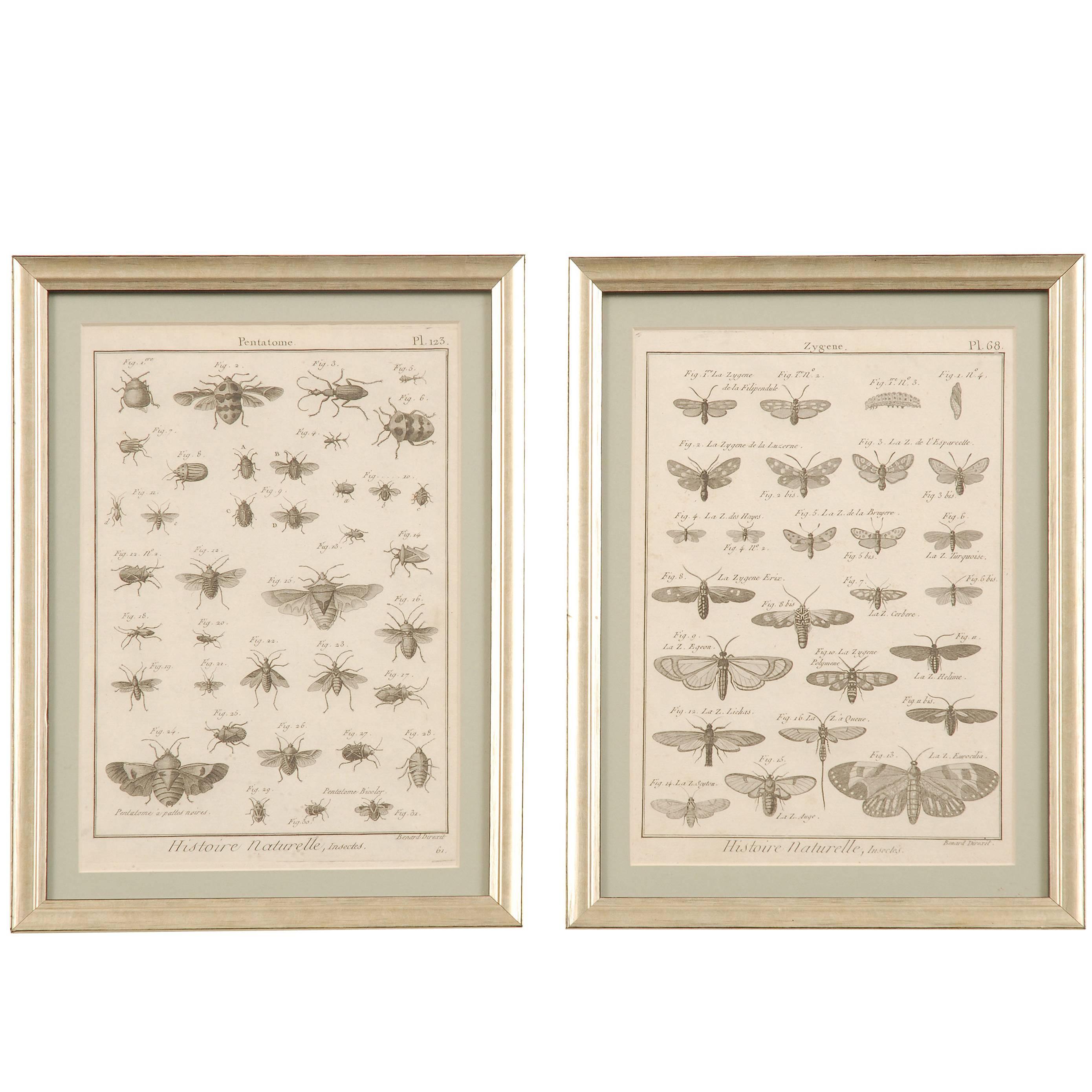 Pair of Antique Copperplate Engravings of Insects and Butterflies, 1779 For Sale