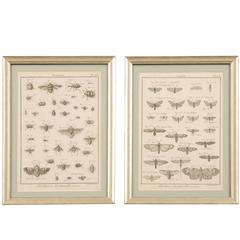 Pair of Antique Copperplate Engravings of Insects and Butterflies, 1779