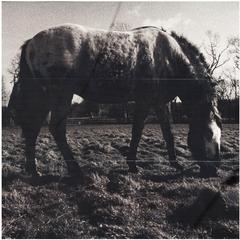 'Lucky Spot' by Linda McCartney