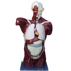 Mid-Century Anatomical Model