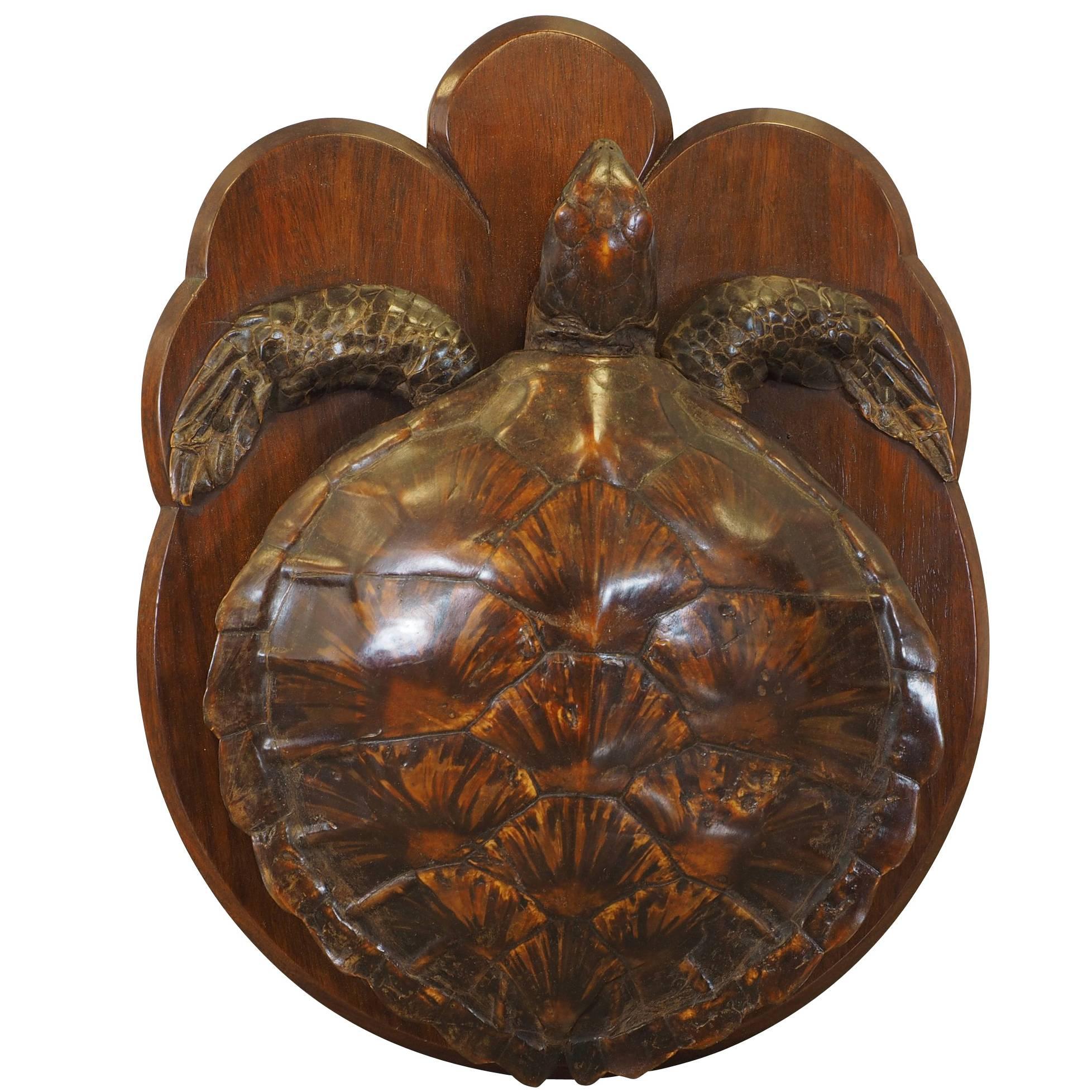 Fine Mounted Taxidermy Tortoise, circa 1900 