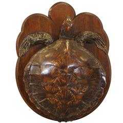 Fine Mounted Taxidermy Tortoise, circa 1900