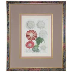 Hand-Colored Botanical Floral Framed Art Print 4