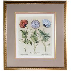 Basilius Besler Botanischer Handkolorierter Stich von Mohnblumen