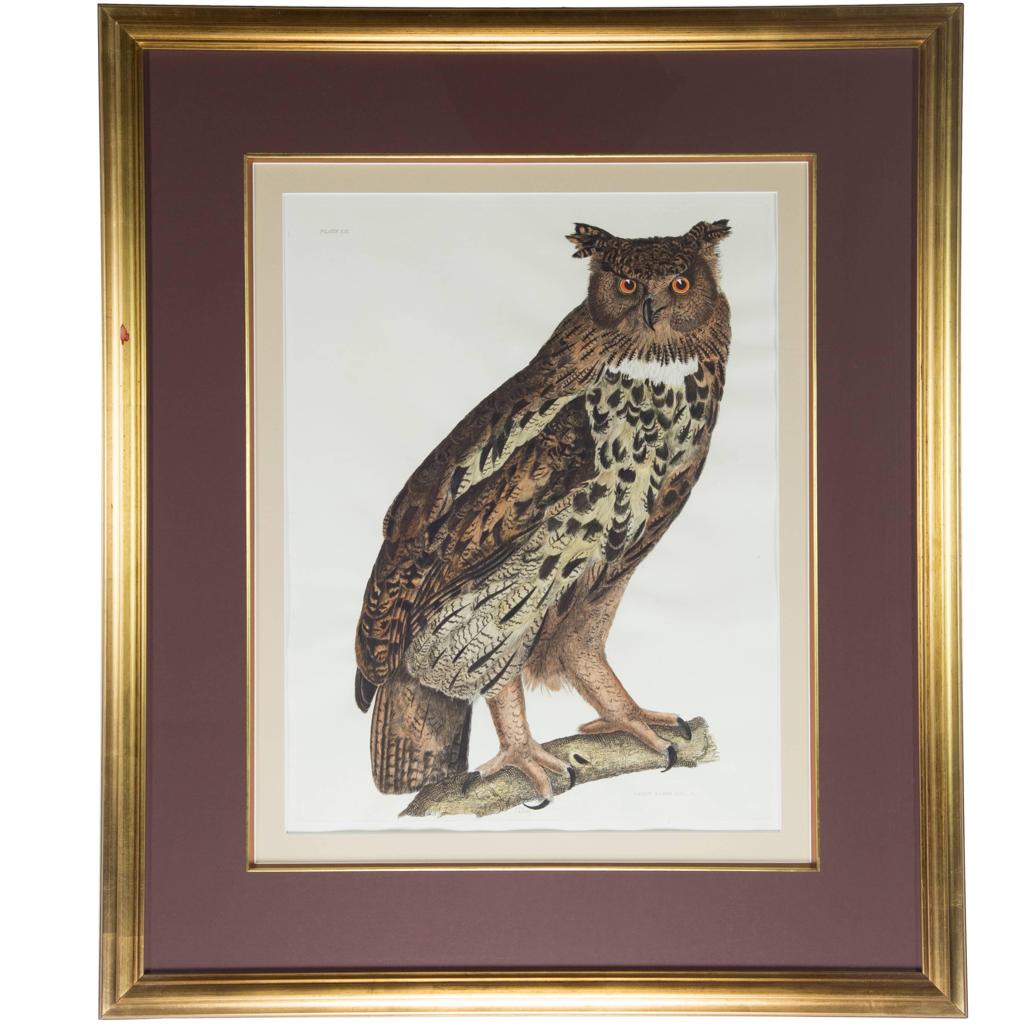 Great Eared Owl Wildlife 19th Century Hand Colored Framed Art Print