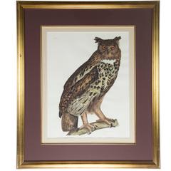 Great Eared Owl Wildlife 19th Century Hand Colored Framed Art Print