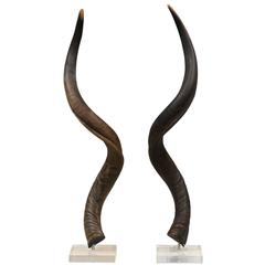 Kudu Horns on Lucite Stands