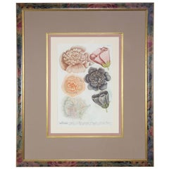 Hand-Colored Botanical Floral Framed Art Print