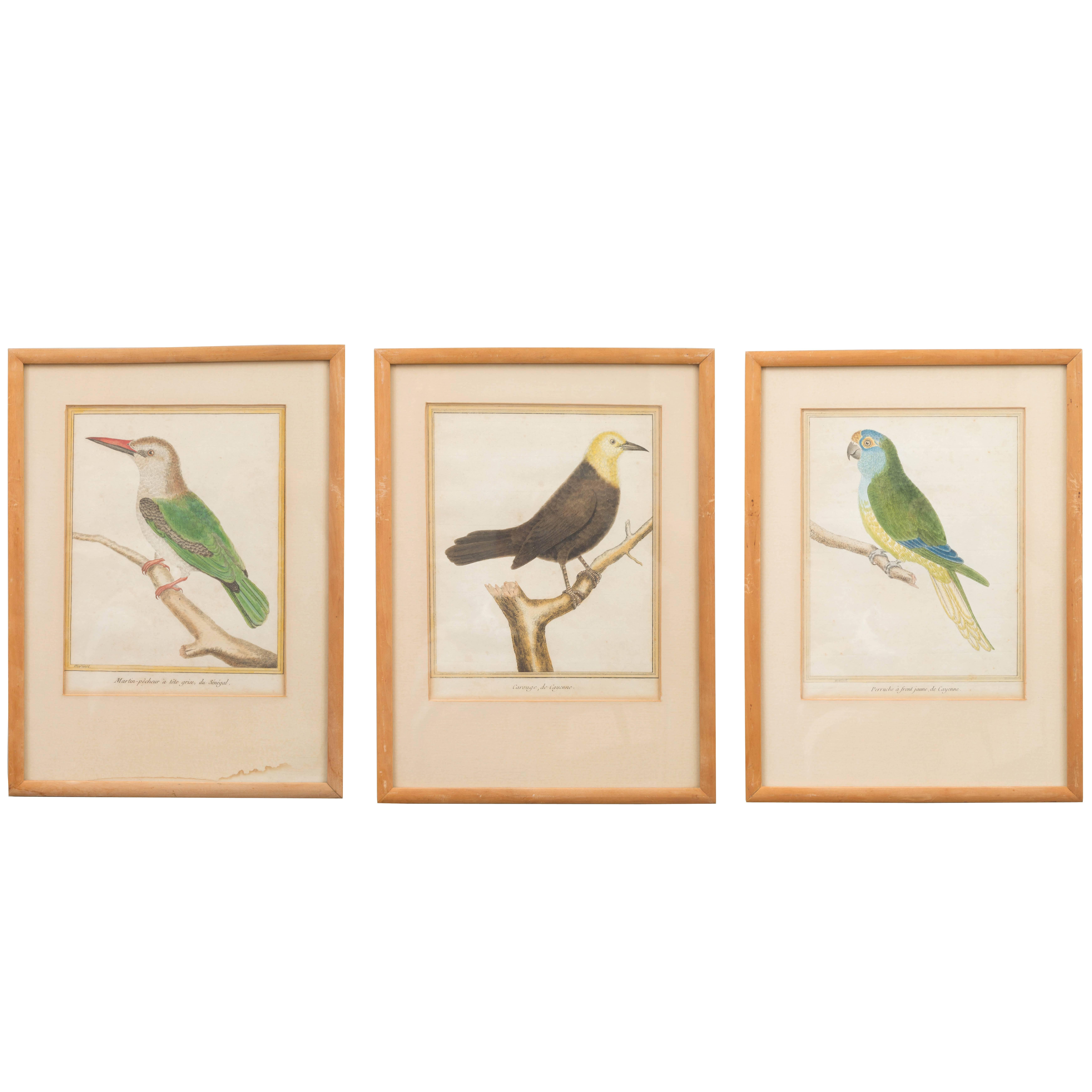 Three Ornithological Prints, from the Histoire Naturelle des Oiseaux For Sale