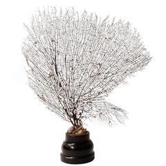 French 19th Century Black Coral