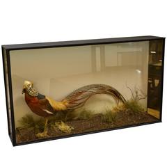 Re-cased Golden Pheasant