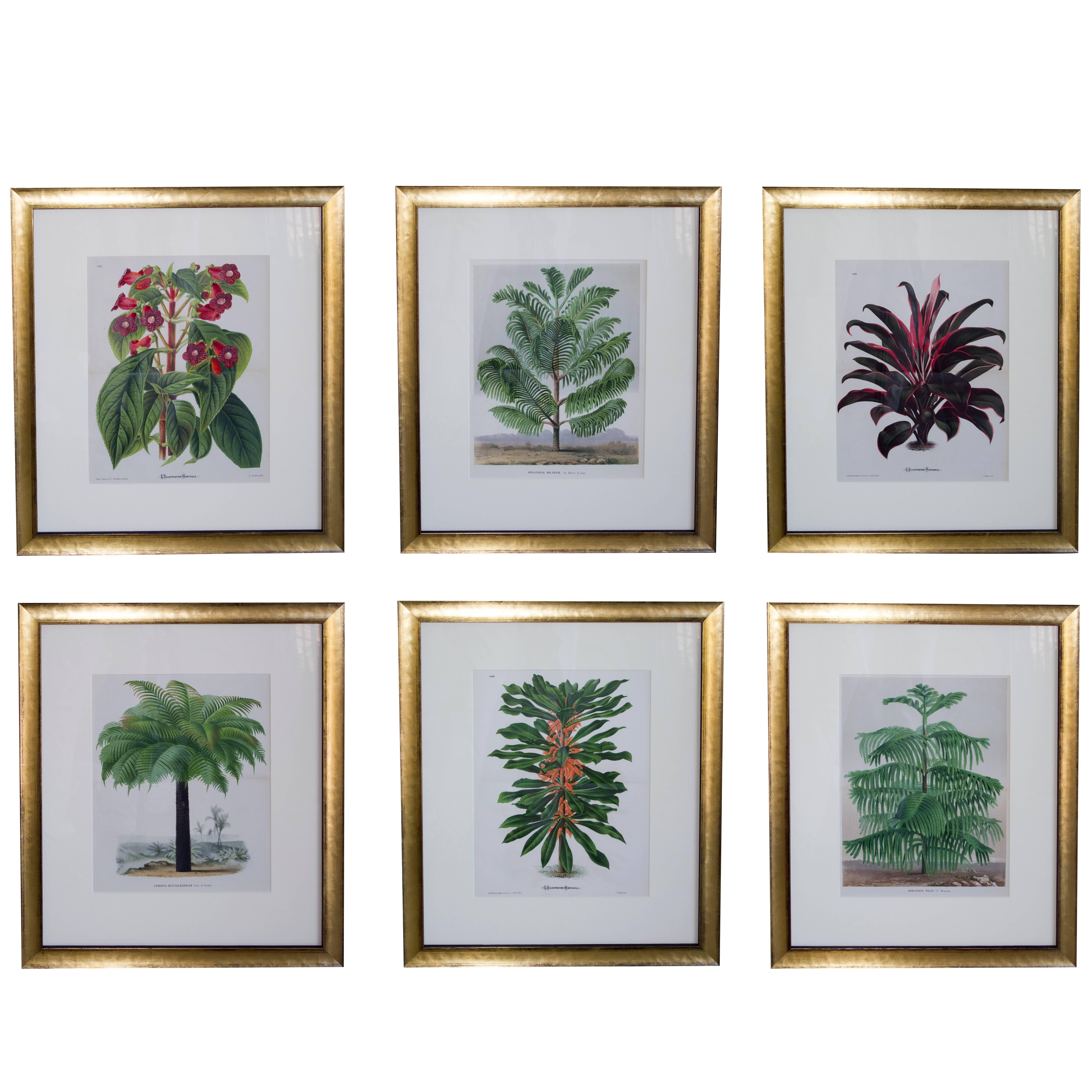 Set of Six French Botanical Copper Lithographs from "L'illustration Horticole"