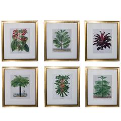 Set of Six French Botanical Copper Lithographs from "L'illustration Horticole"