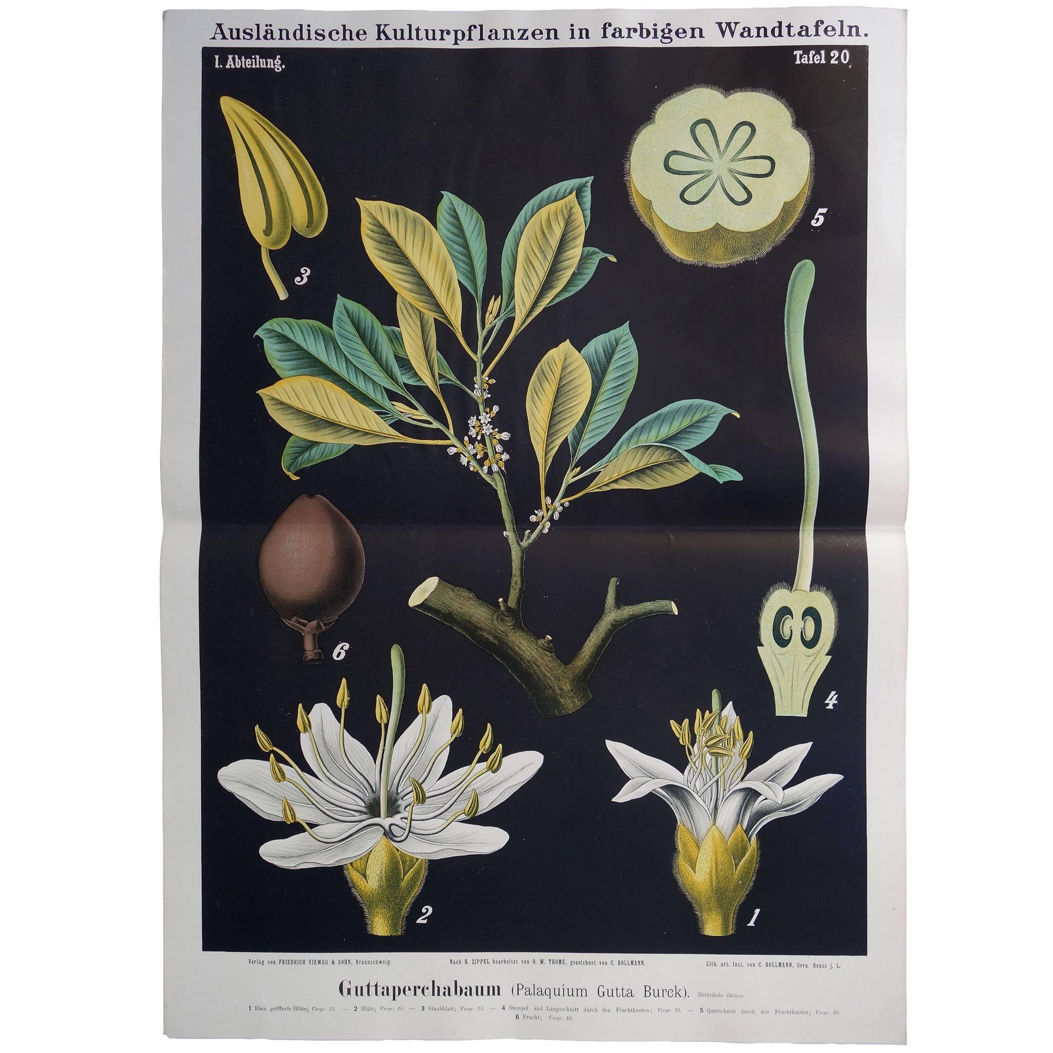 Antique 19th Century German Educational Wall Chart of a Guttapercha Plant For Sale
