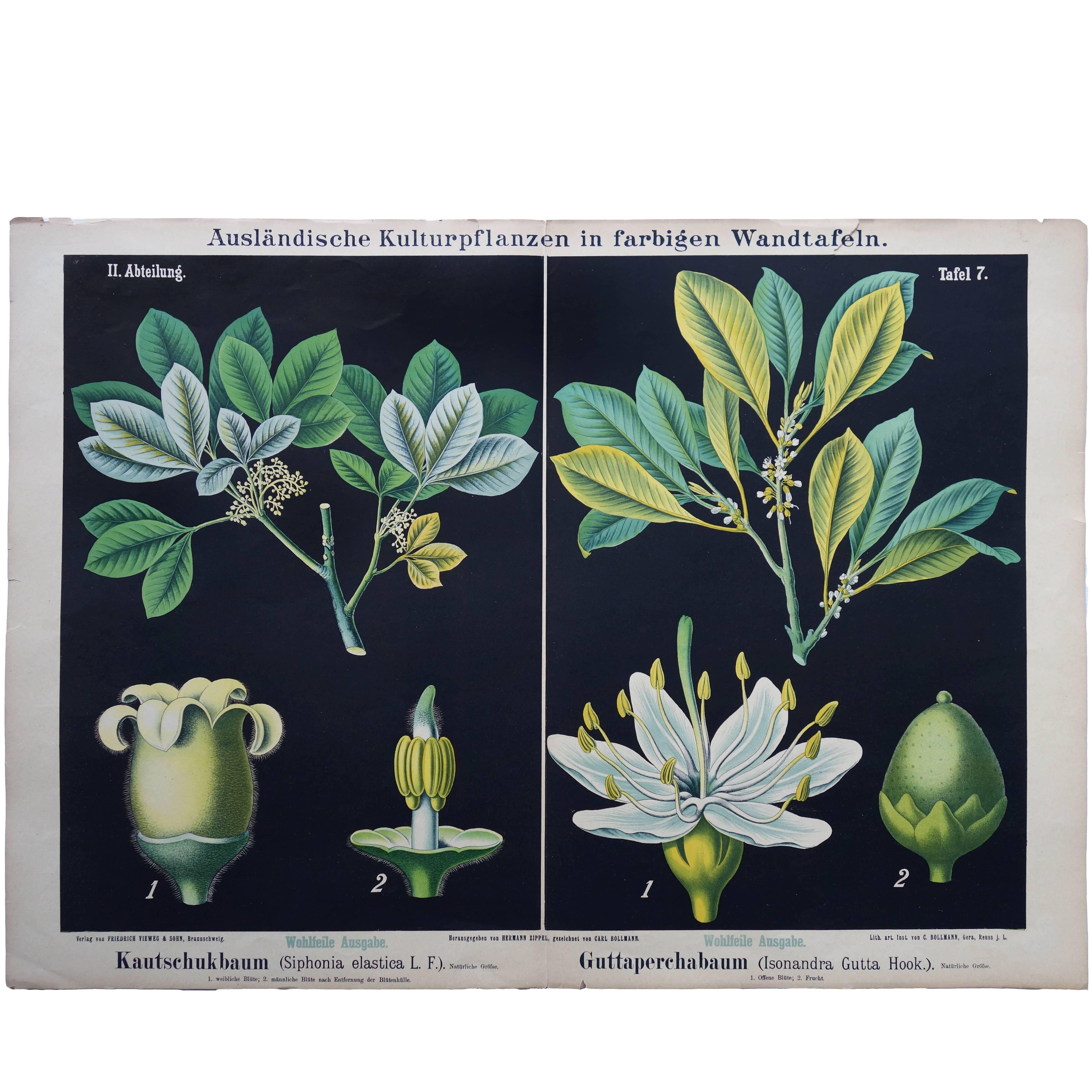 19th Century German Wall Chart of a Rubber Tree and a Guttapercha Plant For Sale