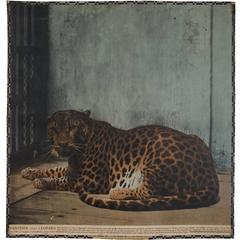 Large 20th Century Photochrom Wall Chart, Leopard at the Vienna Zoo