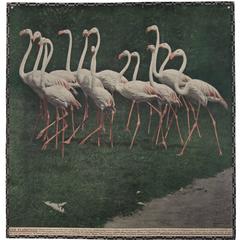 Antique Large Early 20th Century Photochrom Wall Chart of Flamingos at the Vienna Zoo