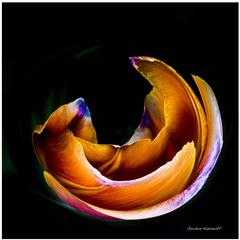 Tongues of Flame Art Photography 1
