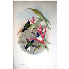 John Gould Original Hand Colored Lithograph 'Hummingbirds with Bird of Paradise'