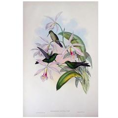 John Gould Original Hand Colored Lithograph, Three Hummingbirds with Orchid