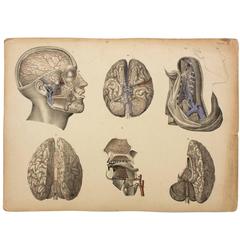 Rare Anatomical School, Teaching Chart, Brain, M.J. Weber, 1830 2