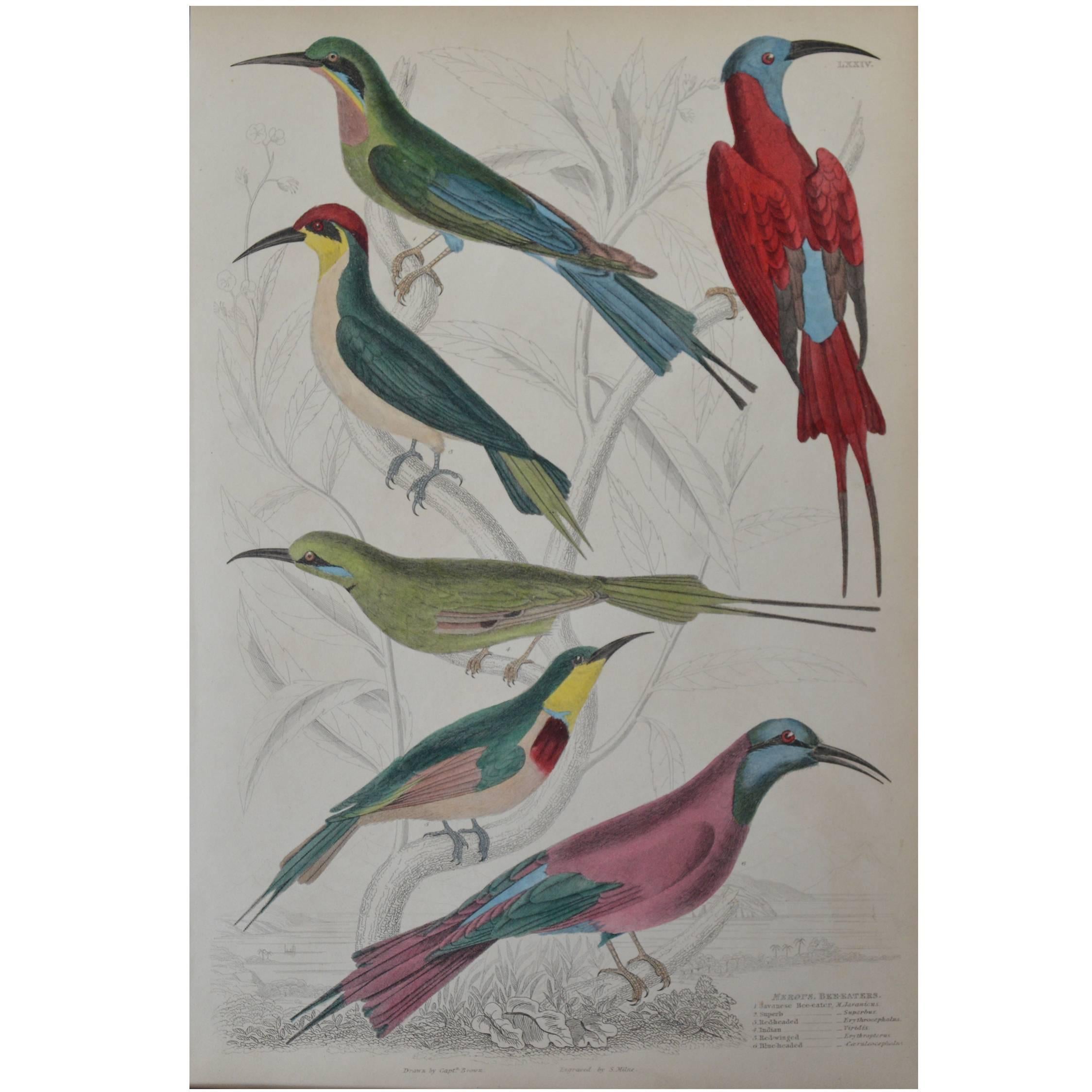 Original Antique Print of Exotic Birds, 'Bee-Eaters', circa 1830, Folio