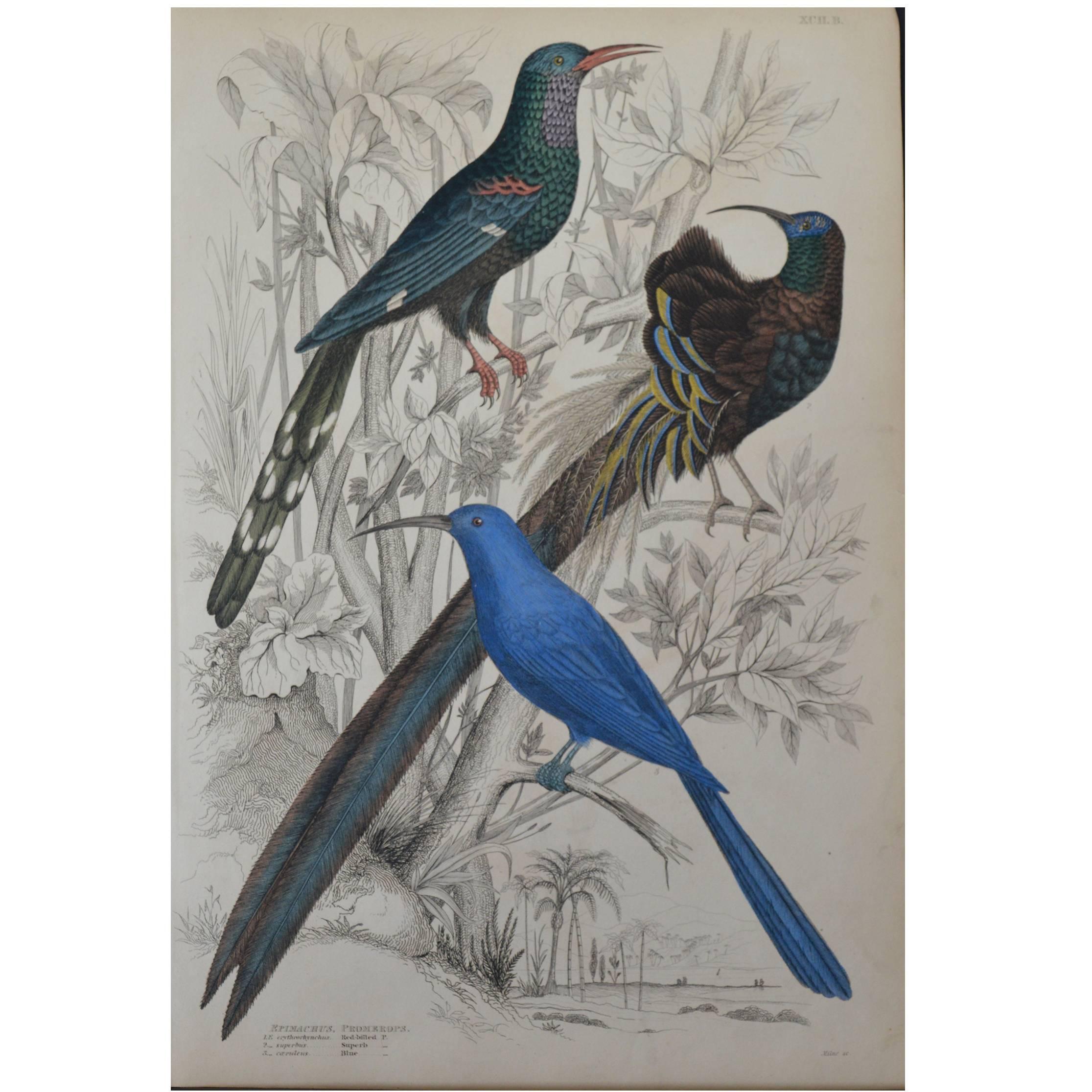 Original Antique Print of Exotic Birds ‘Promerops, ’ circa 1830, Folio