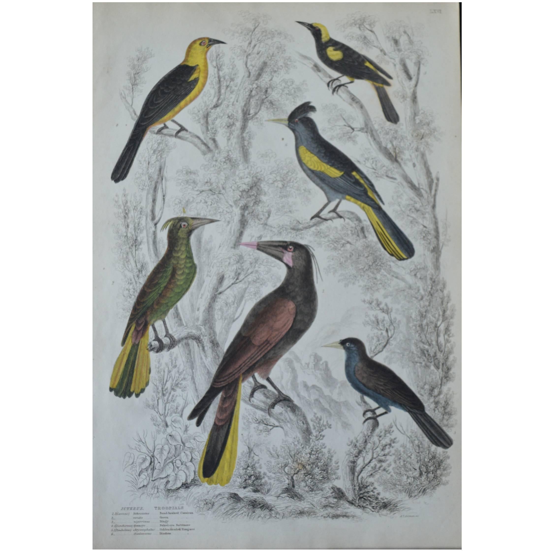 Original Antique Print of Exotic Birds "Troopials", circa 1830, Folio