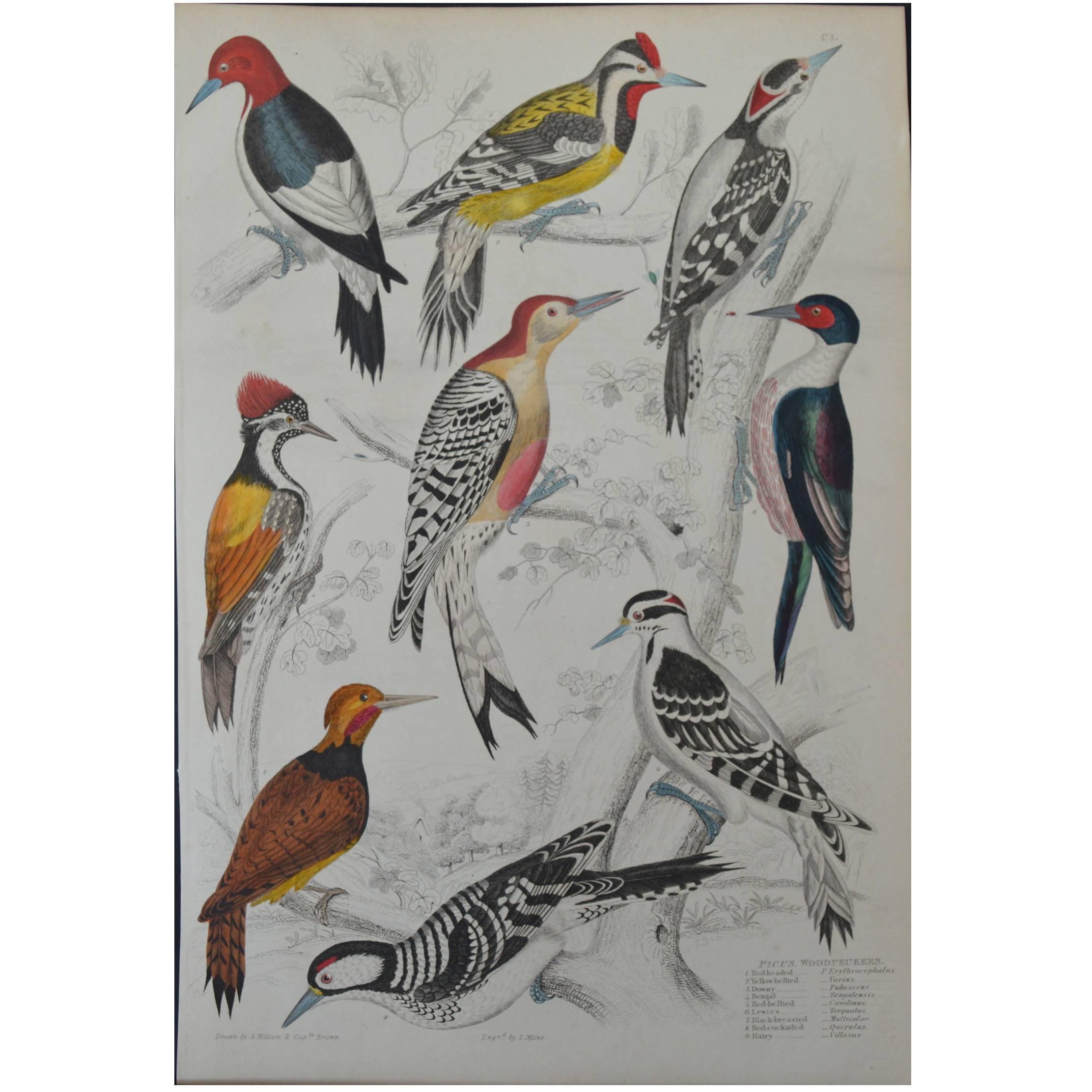 Original Antique Print of Exotic Birds 'Woodpeckers' circa 1830, Folio