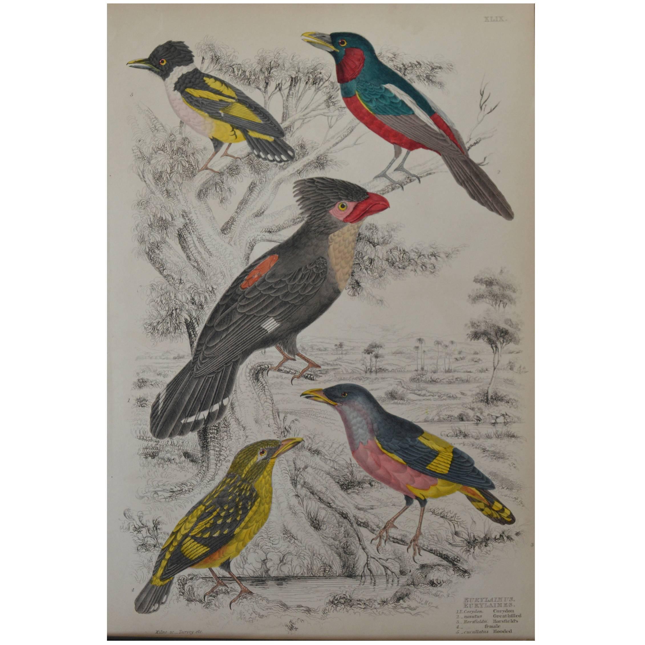 Original Antique Print of Exotic Birds (Eurylaimes) Folio, circa 1830