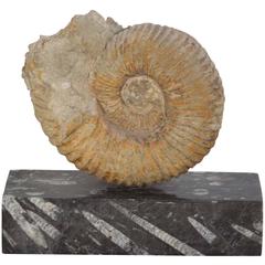 Ammonite Fossil 1