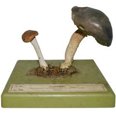 1960s Pair of Vintage Botanical Mushroom Models