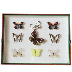 Vintage Butterfly Study