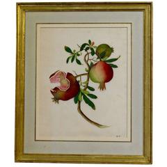 Chinese School Botanical Watercolor of a Pomegranate, circa 1790-1800 8
