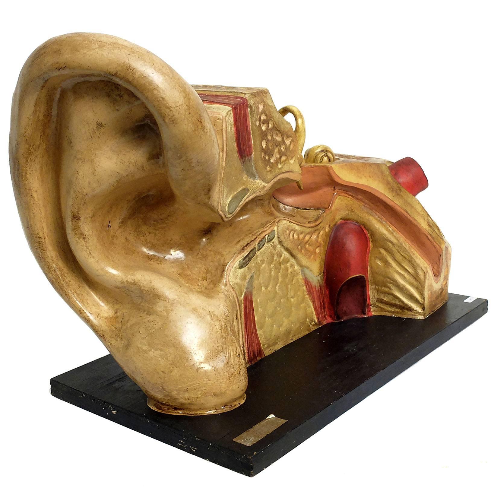 Anatomic Model for Class Depicting an External and Internal Ear