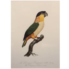 Colored Lithograph of Parrots from 'Historie Naturelles des Perroquets'