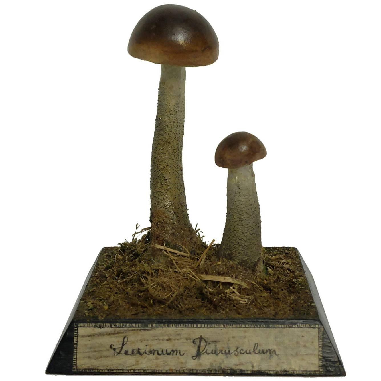 Scientific Model of Two Mushrooms, Germany, 1890