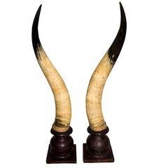 Dramatic Pair of Mounted Large-Scale Scottish Longhorn Cow Horns, 19th Century