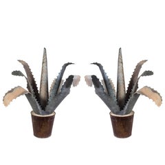 Pair of Decorative Agaves