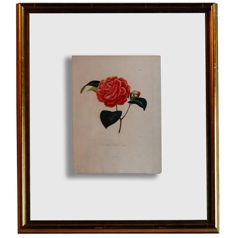 Four J.J. Jung Camellias Pressed Between Glass For Sale