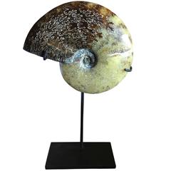 Prehistoric Ammonite Sculpture, Madagascar