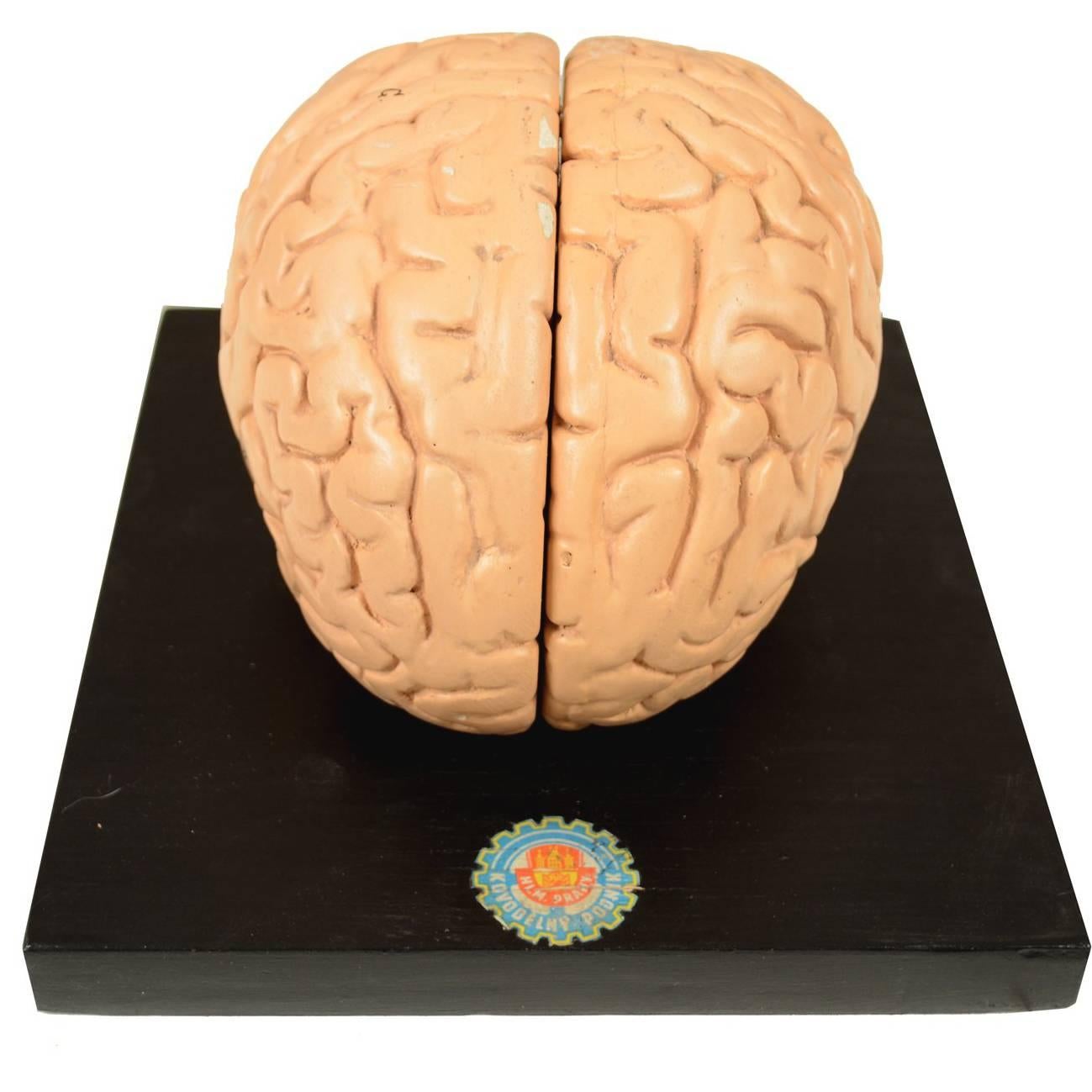 Didactic Model of Human Brain of the Early 1930s For Sale