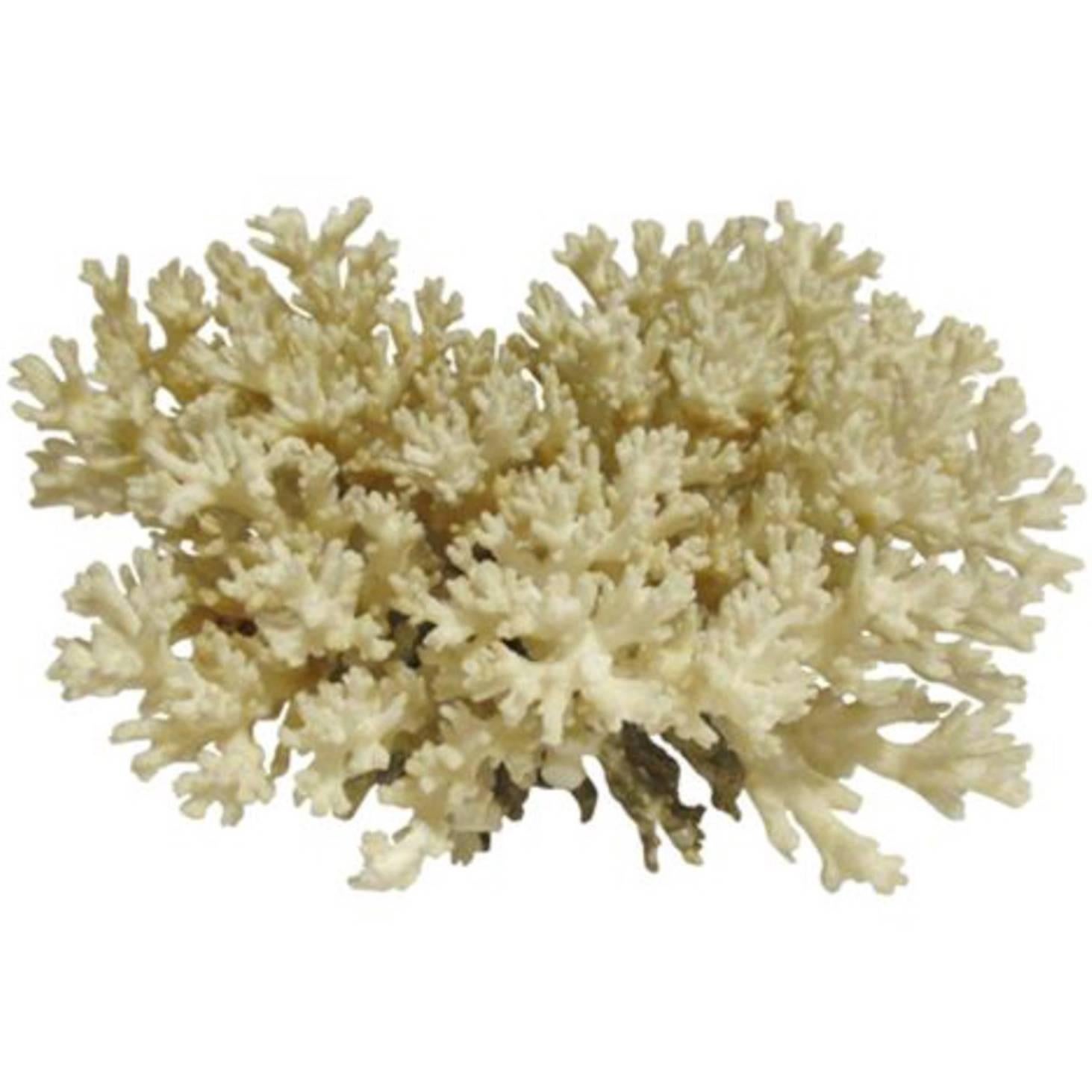 Nice Size Coral Specimen, Great Tabletop Accessory