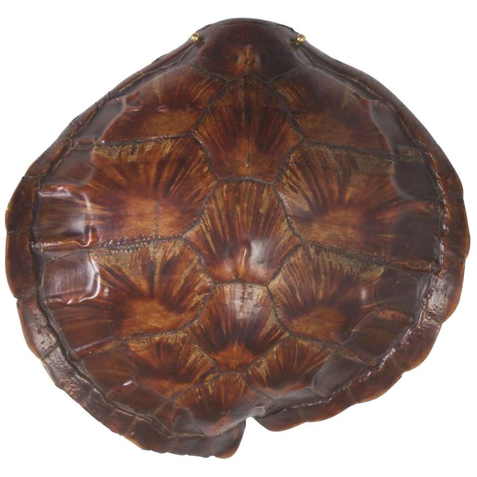 Antique Authentic Turtle Shell at 1stDibs