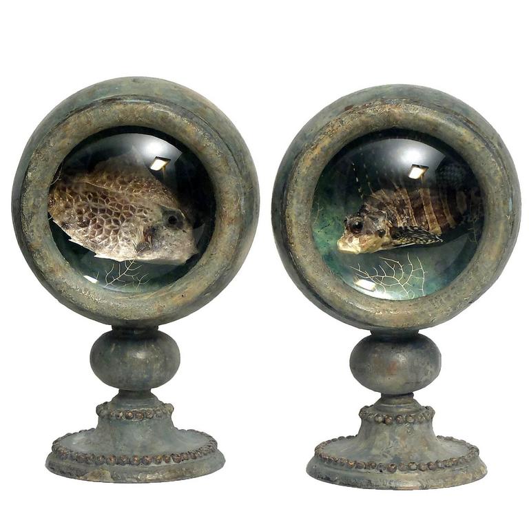 Rare Natural Wunderkammer Specimen, Pair of Diorama with Decoy Fish and Box Fish For Sale at 1stDibs