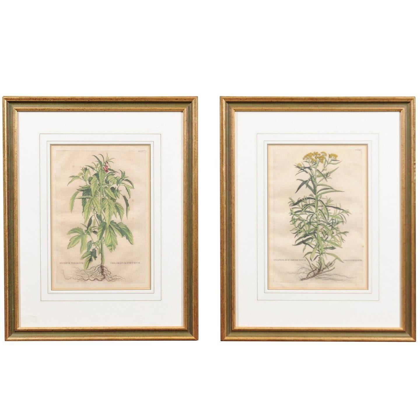 Pair of Gilt Framed Botanical Prints, Dutch, circa 1696 with Later Hand Coloring