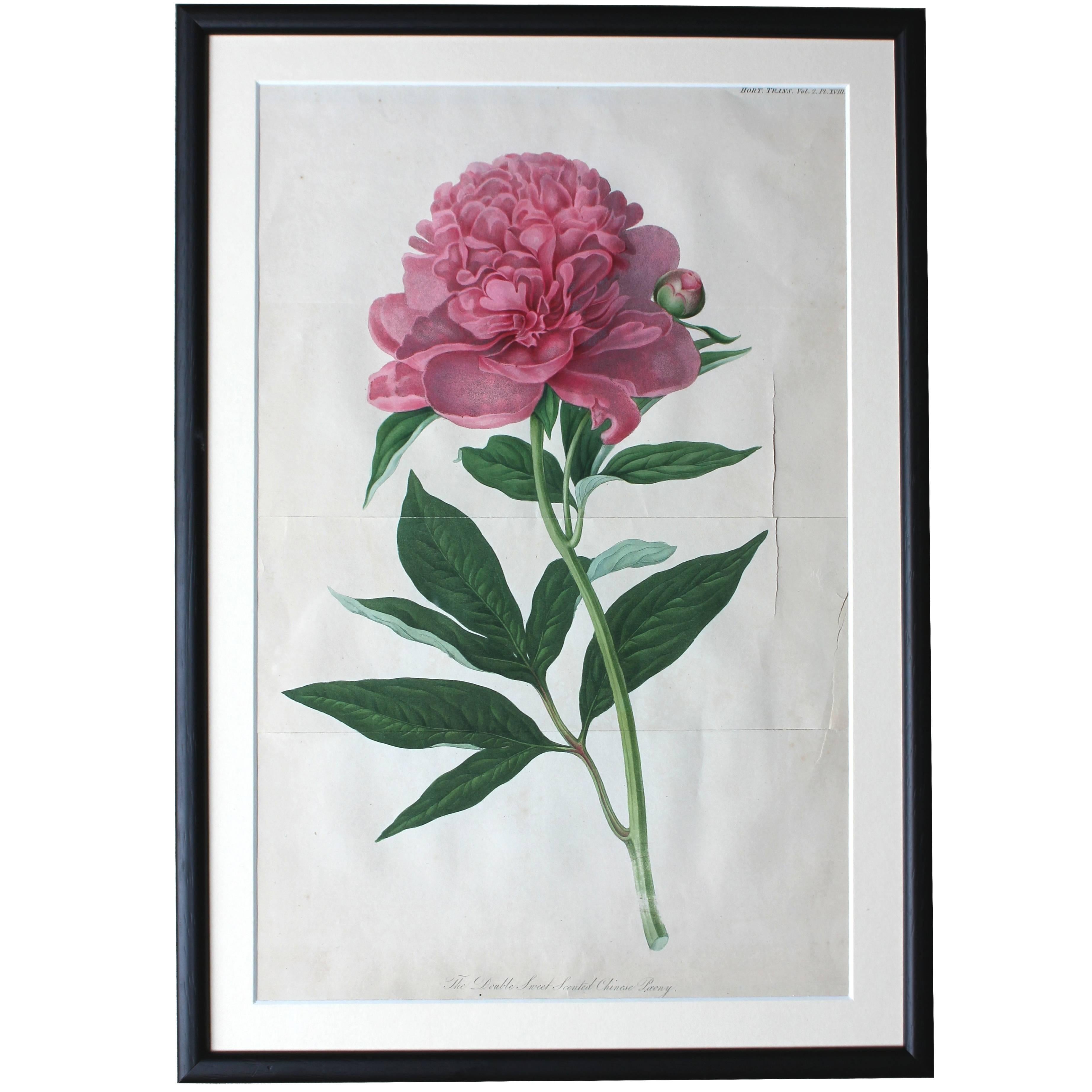 Framed Chromolithographic Plate of the Double Sweet Scented Chinese Peony