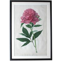 Antique Framed Chromolithographic Plate of the Double Sweet Scented Chinese Peony